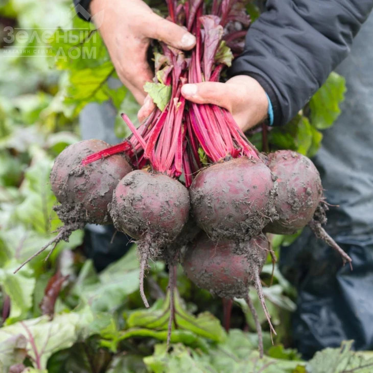 Манзу F1 / Manzu F1,114 дней фото 1
