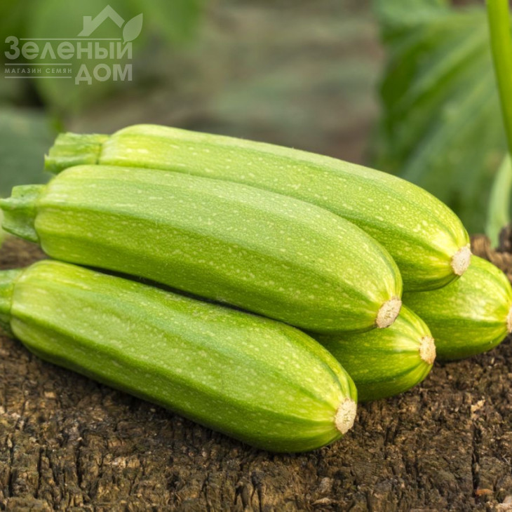 Саміра  F1 / Samira F1, 40-45 днів фото 1