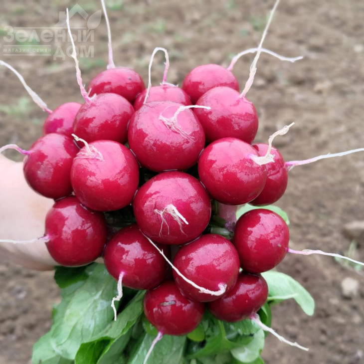 Пурпелла F1 / Purpella F1 фото 2