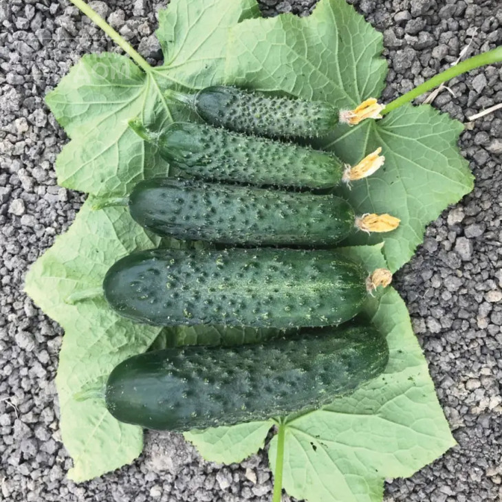 Спінтор F1 / Spintor F1  фото 1