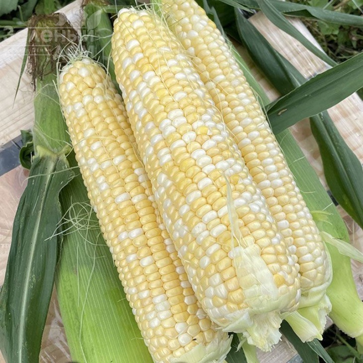 Ескорт F1 / Escort F1,76 днів фото 1