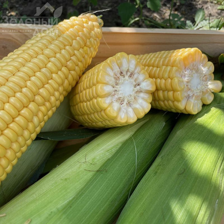 Рапід F1 / Rapid F1,62 дні фото 1