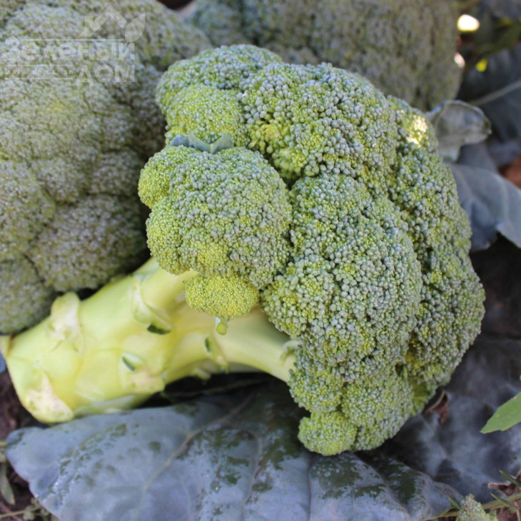 Партенон F1 / Parthenon F1,85-90 днів фото 1