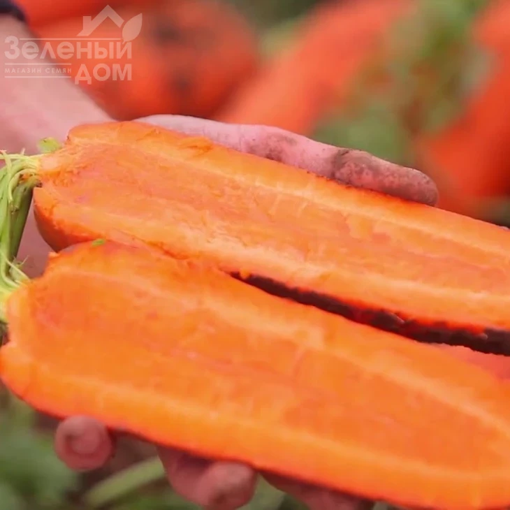 СВ 7381 F1 / SV 7381 F1,110-115 дней фото 2