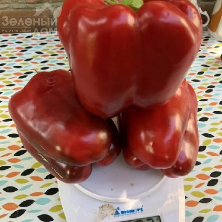 1601 F1 / 1601 F1,70 дней фото 1