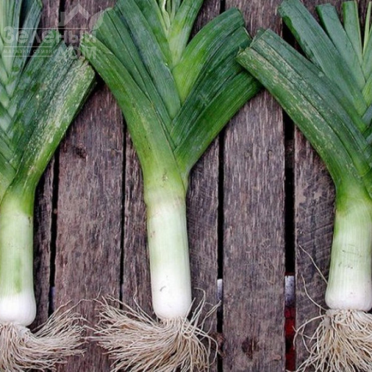 Кріптон F1 / Kripton F1,95-100 днів фото 3