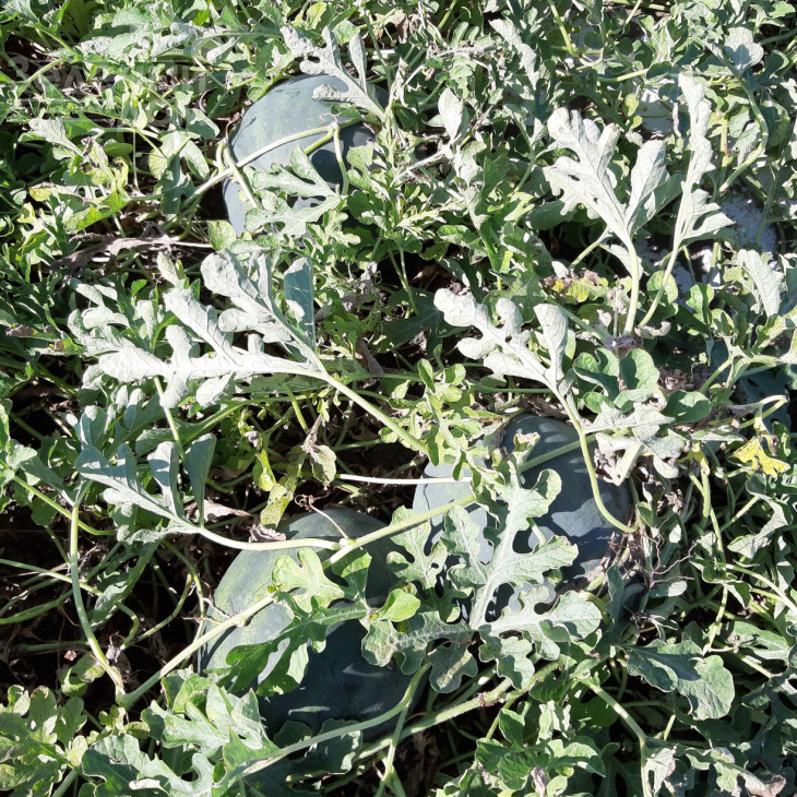 Бакай F1 / Bakay F1, 67-72 дні фото 2