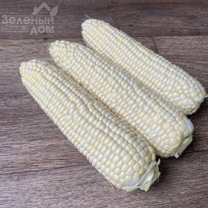 Вайт Туз F1 / White Tuz F1, 65-67 днів фото 1