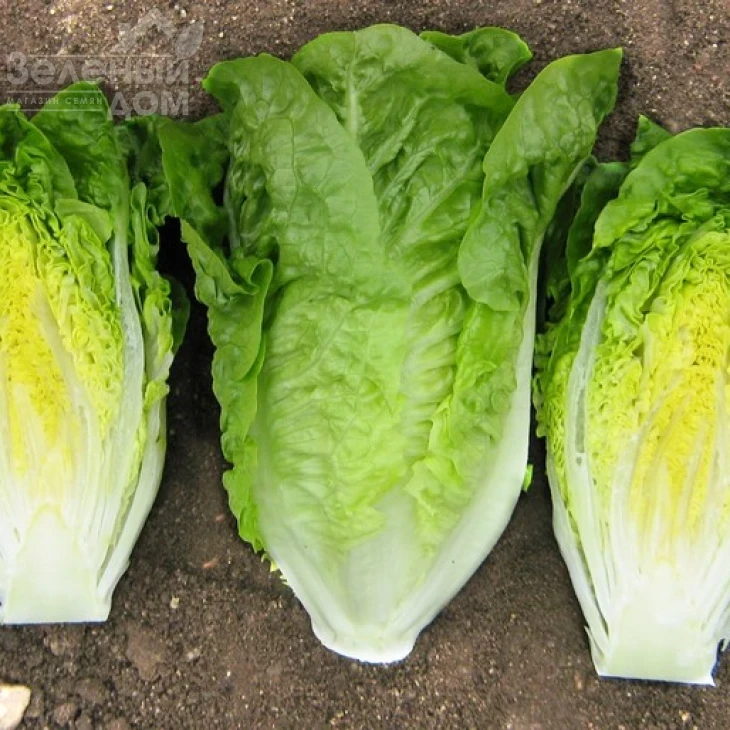 Ксарома / Xaroma фото 3