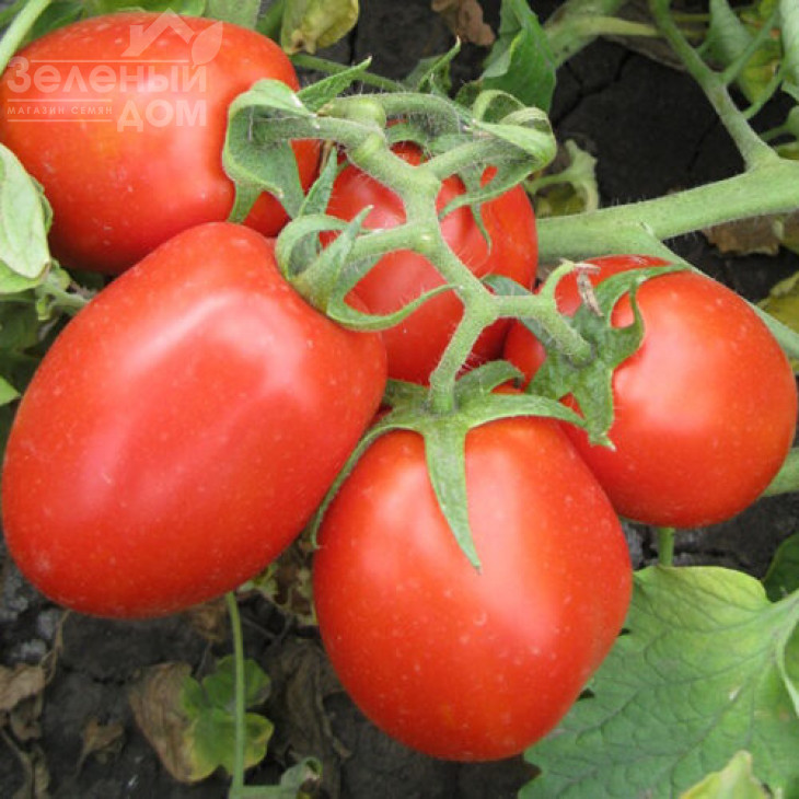 8504 F1 / 8504 F1, 125 днів фото 2