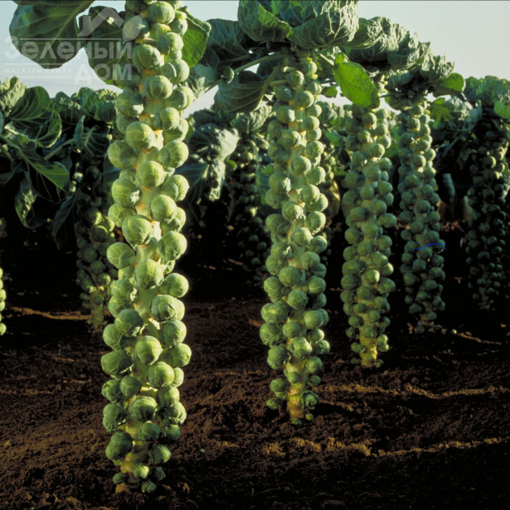 Долорес F1 / Dolores F1,150 днів фото 1