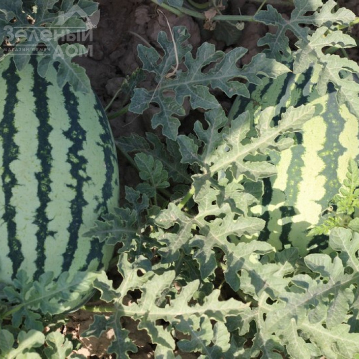 Тамтам F1 / Tamtam F1,58-62 дні фото 3