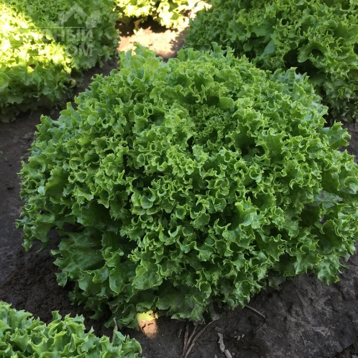 Вили / Vili фото 1