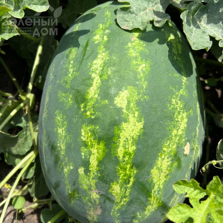 Аміна F1 / Amina F1, 62-65 днів фото 5