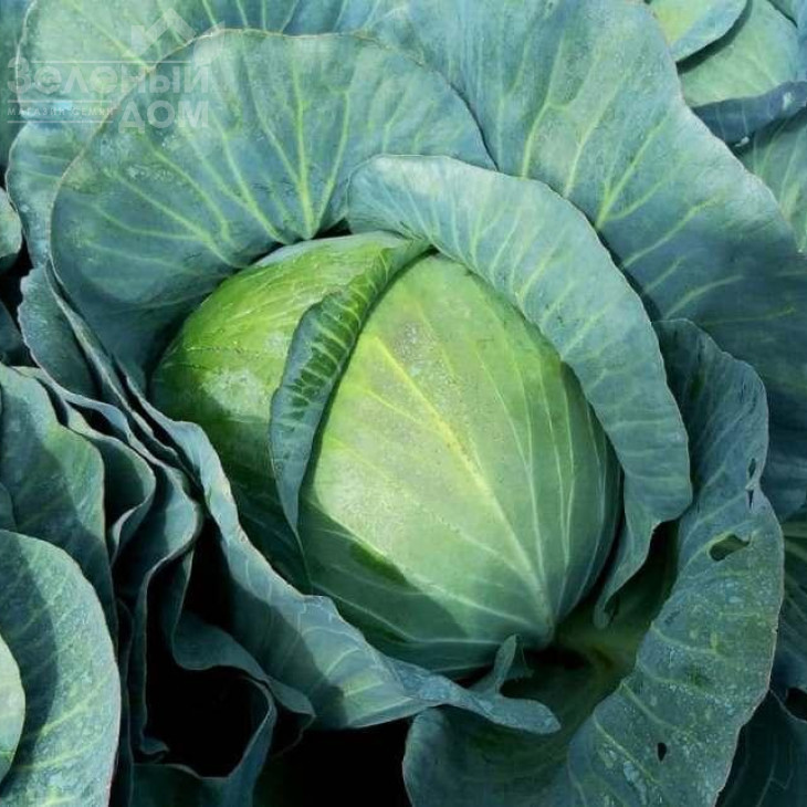 Тайсон F1 / Tayson F1 фото 1