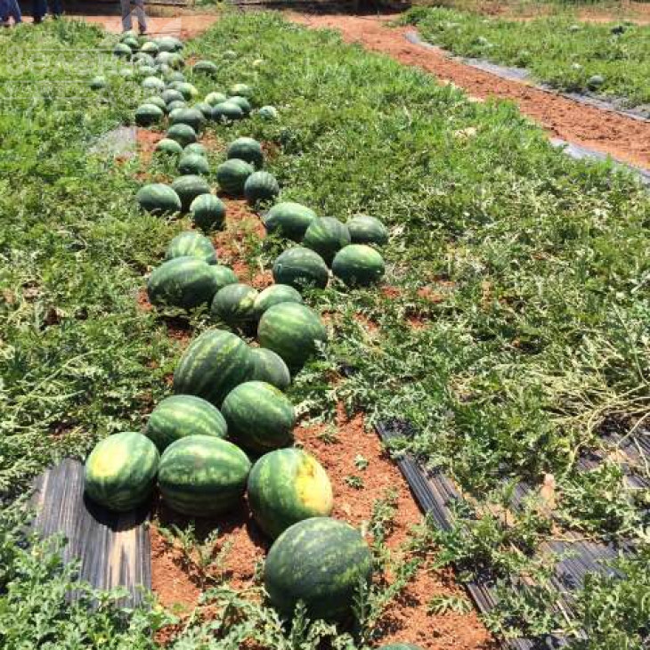 Целін F1 / Celin F1,60 днів фото 5