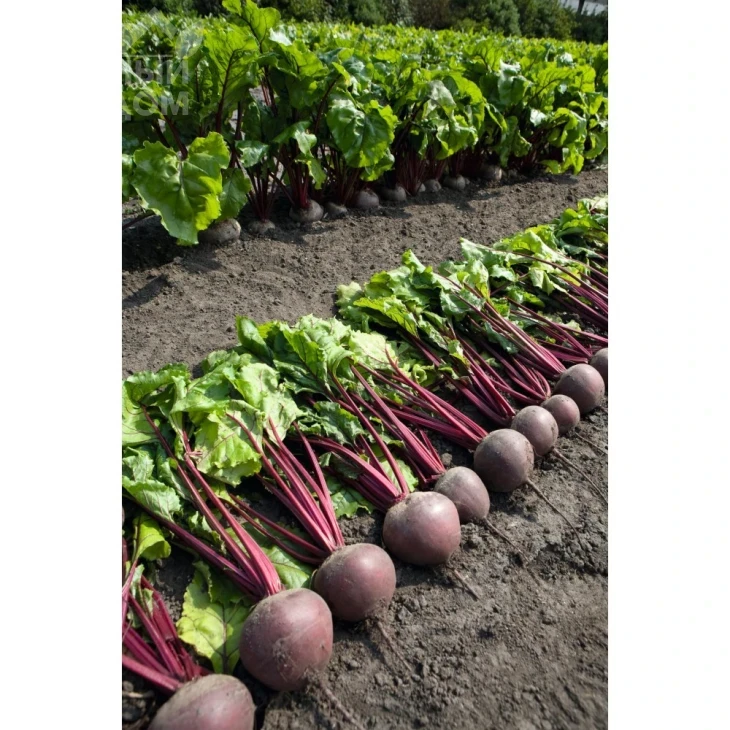 Пабло F1 / Pablo F1,105-108 дней фото 1