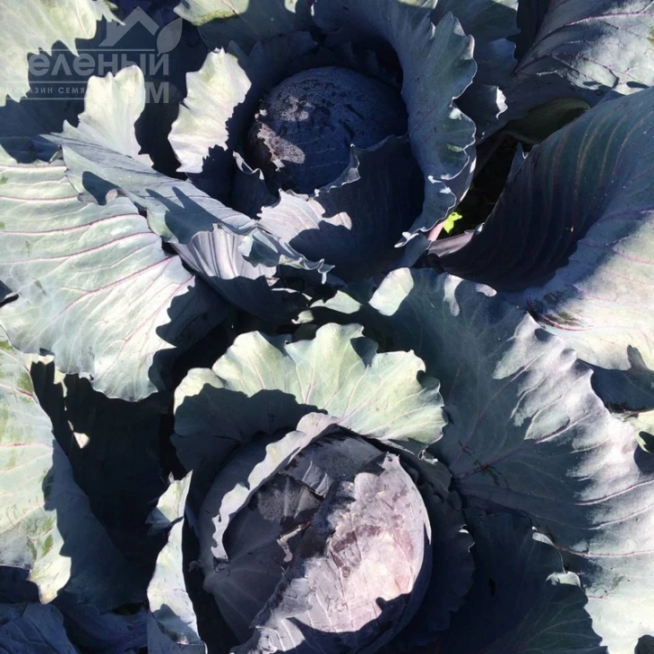 Редгард F1 / Redgard F1,130-135 дней фото 1