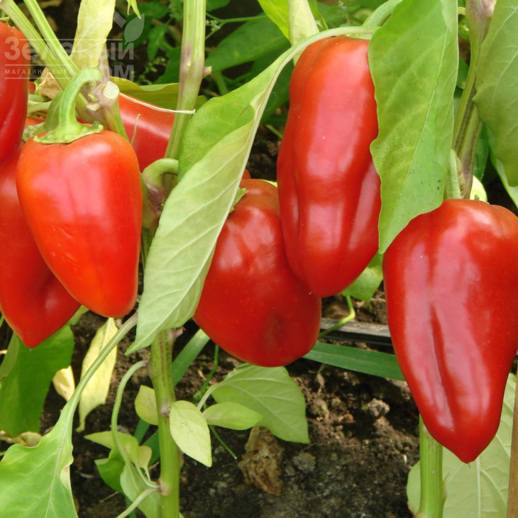 Кірілл F1/ Kirill F1 фото 1