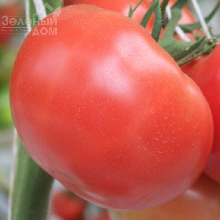 Оазіс F1 / Oazis F1,67-70 днів фото 3