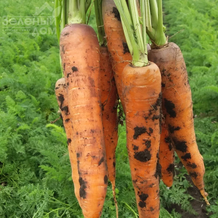 Курода Шантанэ / Kuroda Shantanu,100 дней фото 1