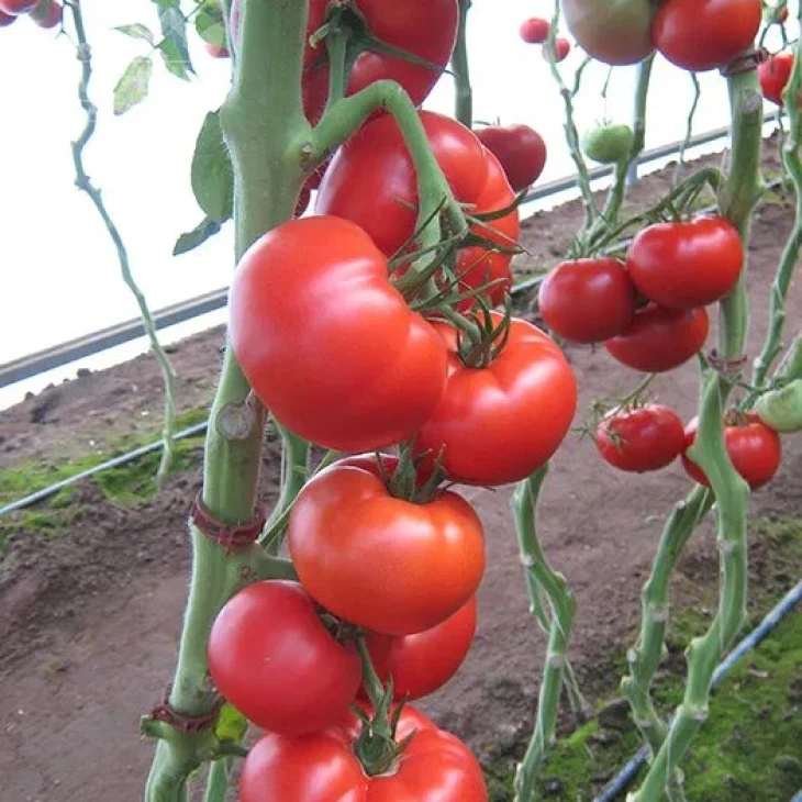 Мелодия F1 / Melodia F1,115-120 дней фото 1