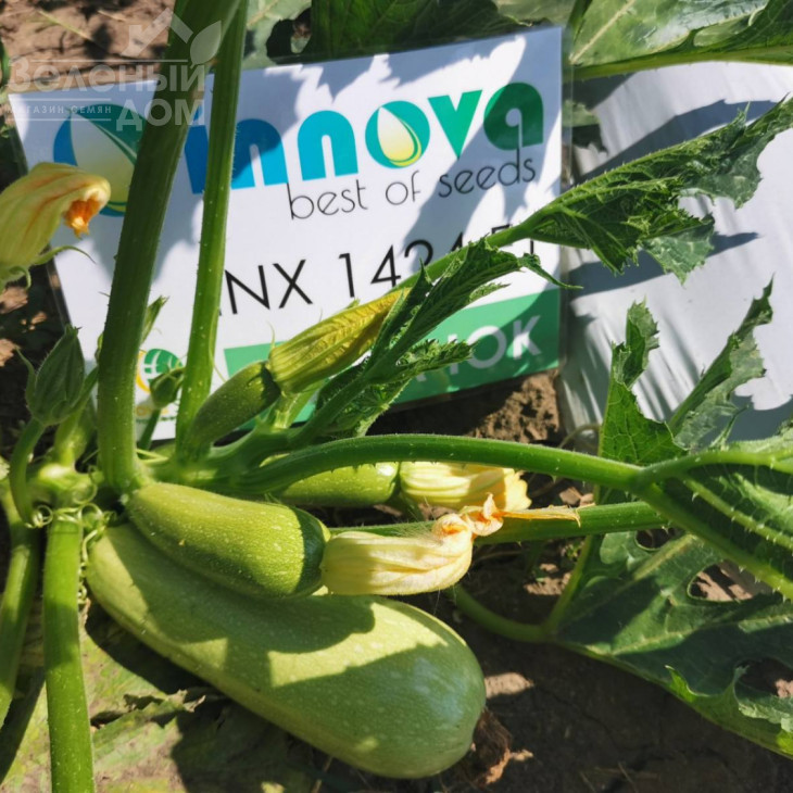 Реггі (INX 1424) F1 / Raggi (INX 1424) F1,37-40 днів фото 2