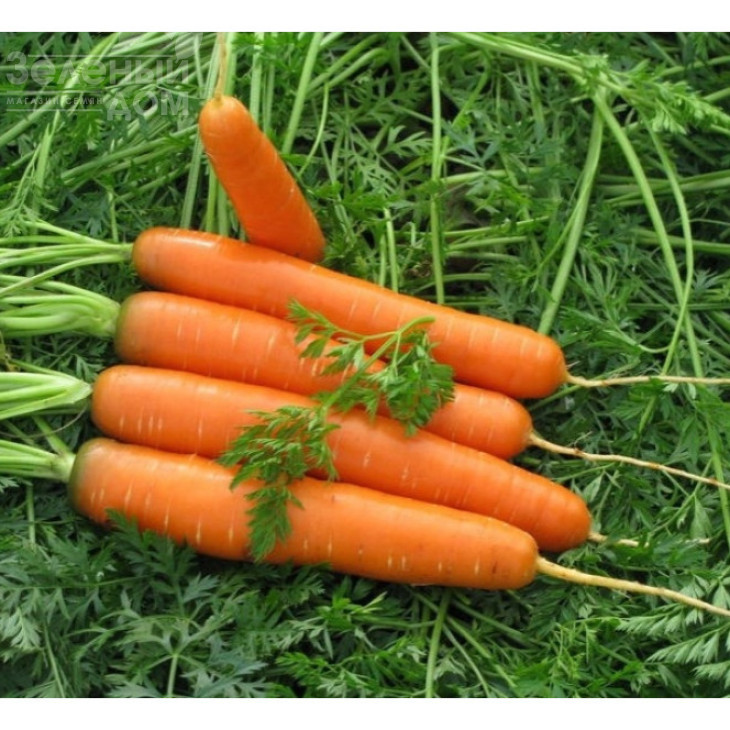 Рубіна / Rubina ,100-110 днів фото 1