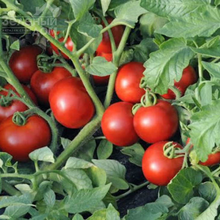 Ольга F1 / Olga F1,75-78 днів фото 2