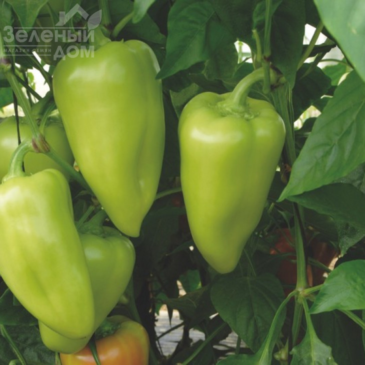 Лотта F1 / Lotta F1 фото 3