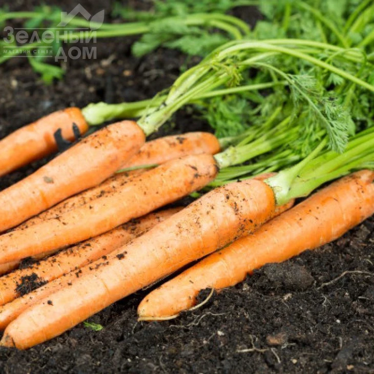 Император / Imperator фото 1