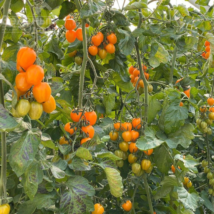 Мода F1 / Fashion F1,115-120 днів фото 2