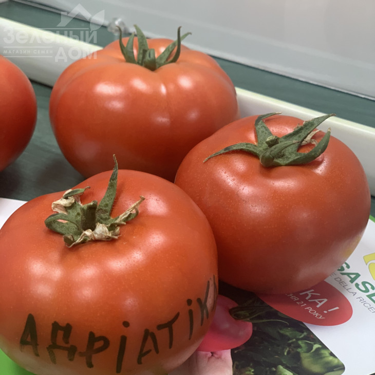 Адріатіка F1 / Adriatika F1, 60-65 днів фото 2