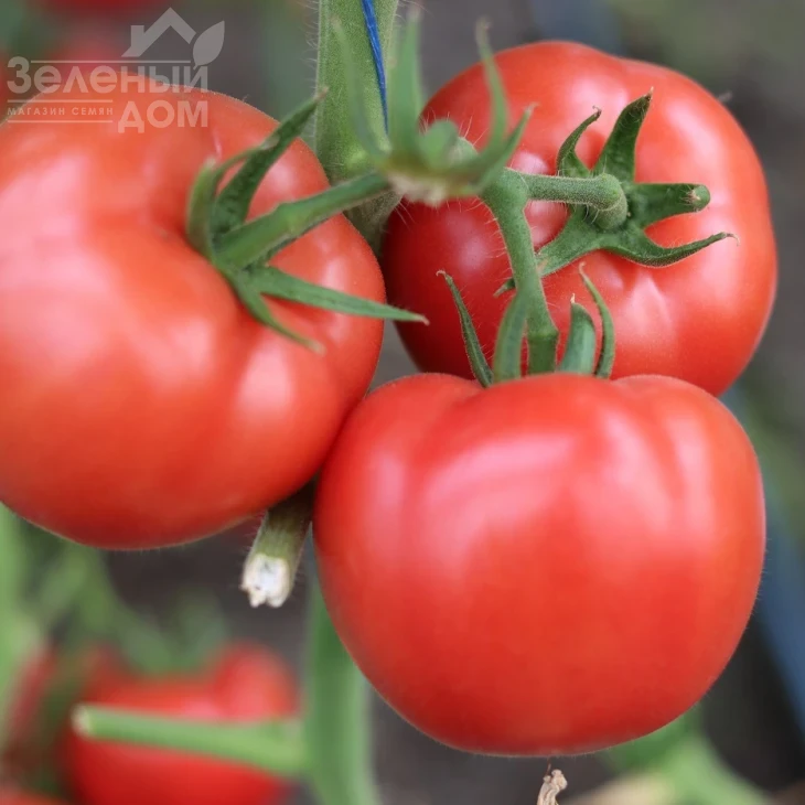 Розонет F1 / Rozonet F1 фото 1