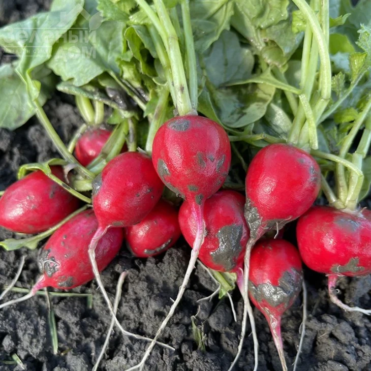 Цесар F1 / Cesar F1 фото 1