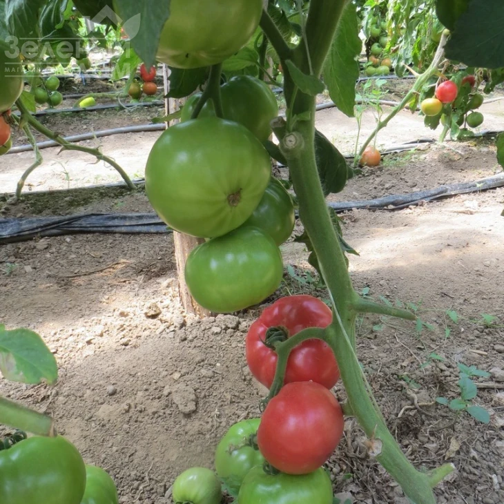 Ханни Мун F1 / Hanni Mun F1,65 дней фото 3