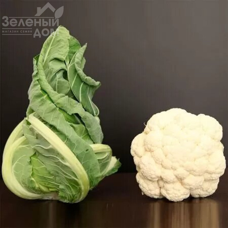 Вайтон (Вітон) F1 / Viton F1,70-80 днів фото 1