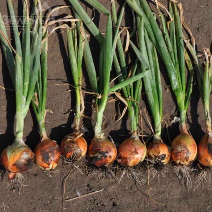 Голд Стар F1 / Gold Star F1, 120-125 днів фото 4