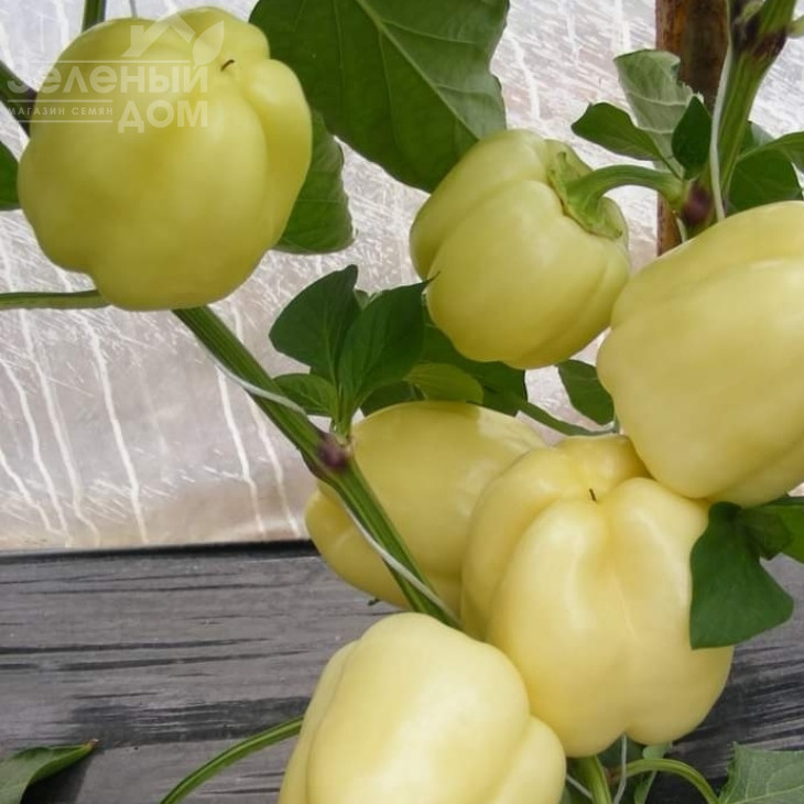 Діадема F1 / Diadema F1,60 - 65 днів фото 1