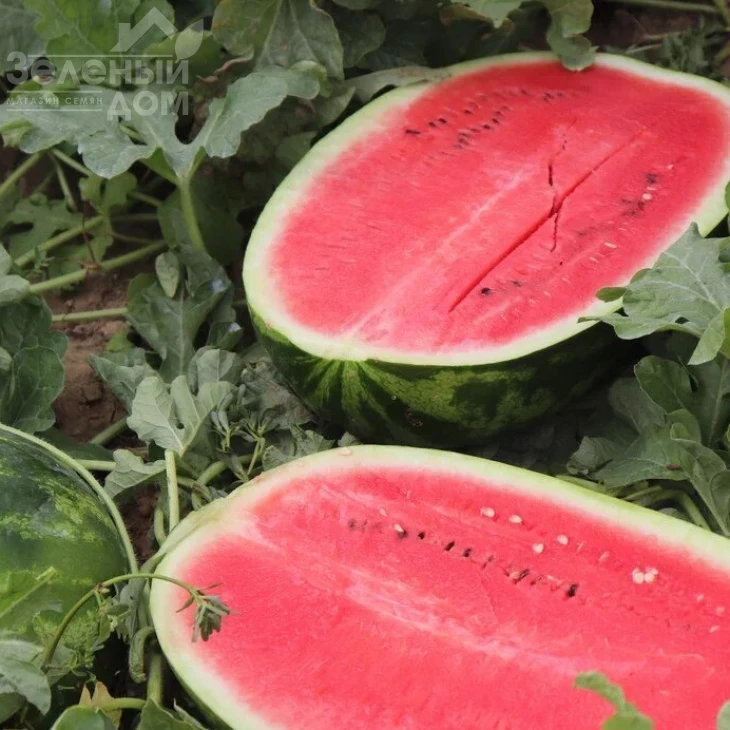 Реджина F1 / Regina F1 фото 2