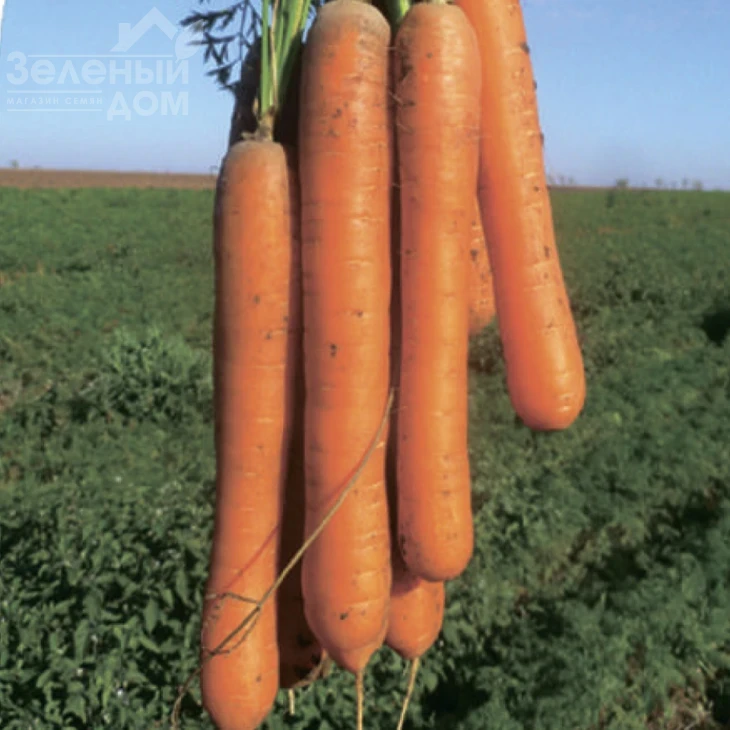 Карвора F1 / Carvora F1,95-105 дней фото 2