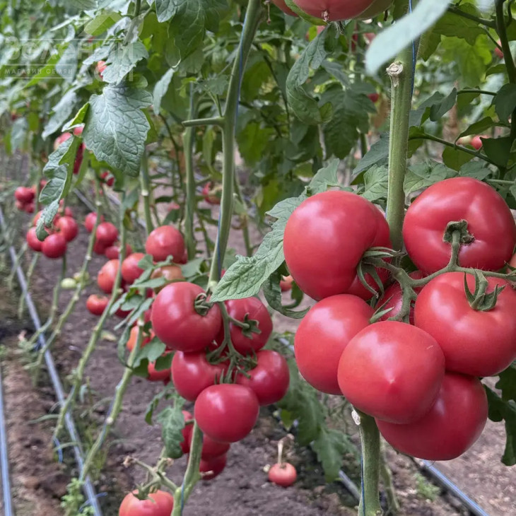 Монсеррат F1 / Monserrat F1, 65-68 днів фото 2