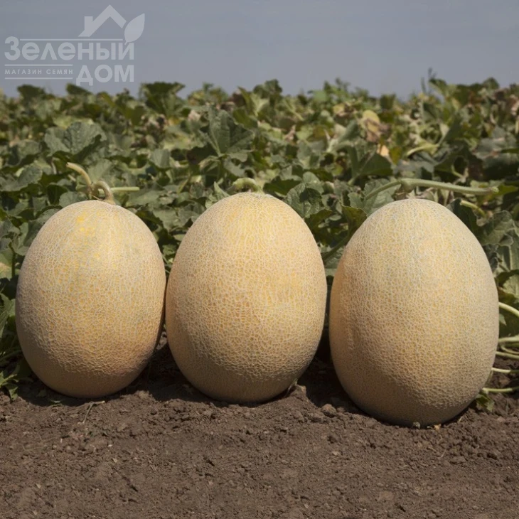 КС 6150 F1 / KS 6150 F1,70-75 дней фото 1