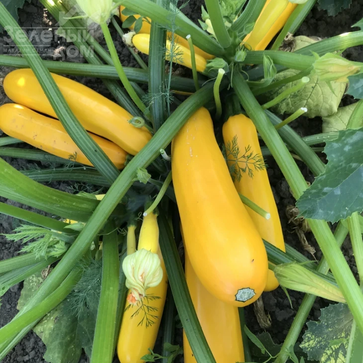 Эклер F1 (PL 6010) / Ekler F1 (PL 6010), 45 дней фото 1