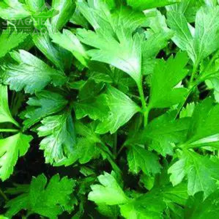 Комуне 2 / Comunе 2 фото 2