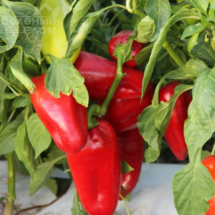 Монолит F1 / Monolit F1,75-80 дней фото 1