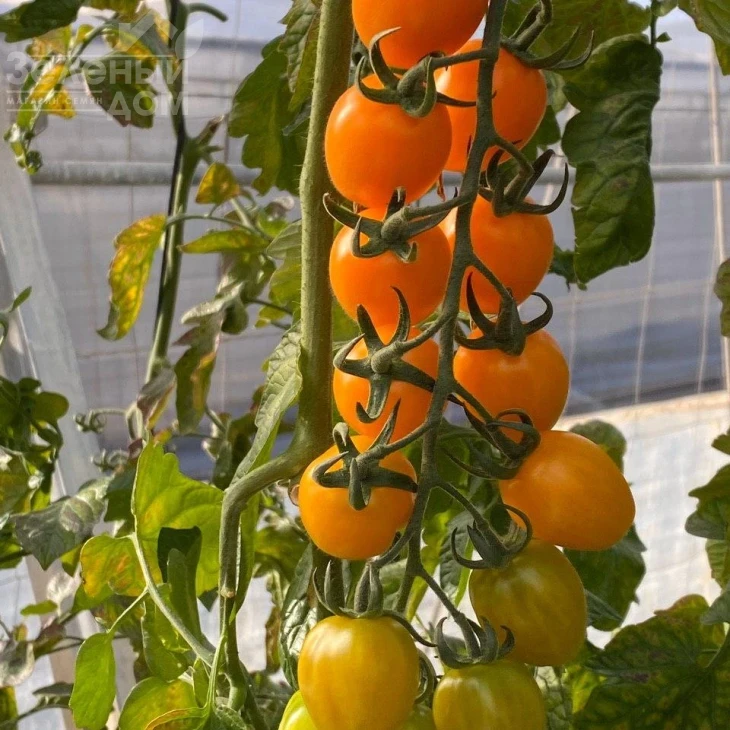 Мода F1 / Fashion F1,115-120 дней фото 3