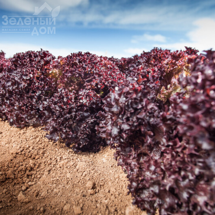 Сенсібель / Cencibel фото 1