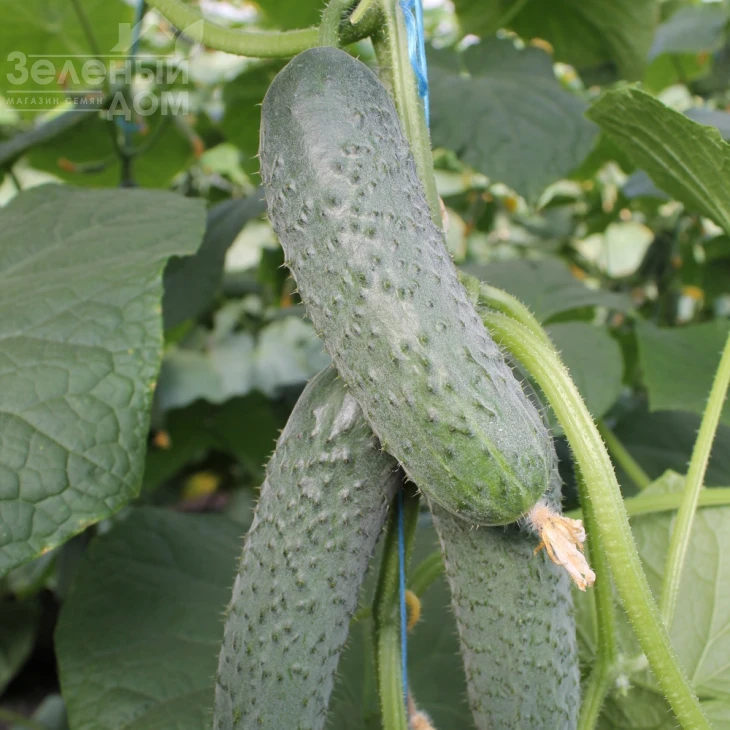 Балкан F1 / Balkan F1,35-40 дней фото 1