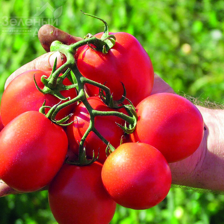 Едімар F1 / Edimar F1,75-80 днів фото 1